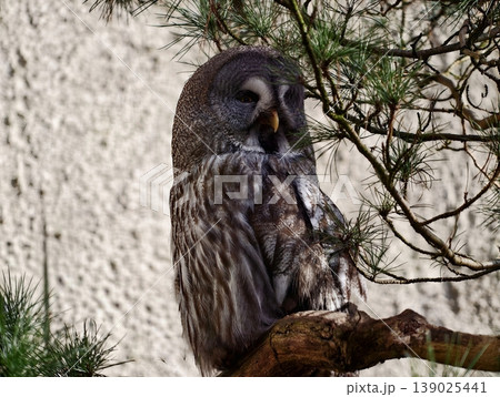 Silent Owl Watching. Peaceful Woodland Sentinel With Mottled Feathers Surveys Tranquil Forest Scene 139025441
