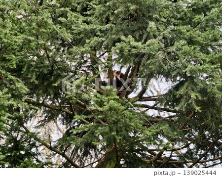 Ginger Feline Perched Amidst Lush Tree Branches. Sweet Scene Of Curious Cat Nestled In Leafy Tree Canopy 139025444