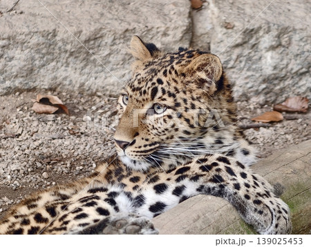 Quiet Environment Illustrating Content Leopard Lying Amidst Natural Surroundings With Textured Fur Quiet Environment Illustrating Content Leopard Lying Amidst Natural Surroundings With Textured Fur 139025453
