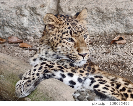 Serene Big Cat On Stone. Graceful Predator Lying Calmly Amid Natural Surroundings With Attentive Gaze 139025493