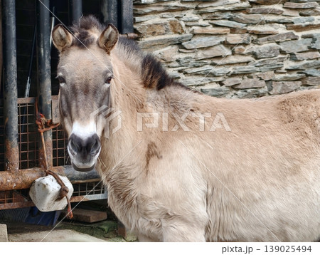 Tranquil And Curious Pony With Textured Coat Enjoying Natural Sunlight In Peaceful Farm Environment Tranquil And Curious Pony With Textured Coat Enjoying Natural Sunlight In Peaceful Farm Environment 139025494