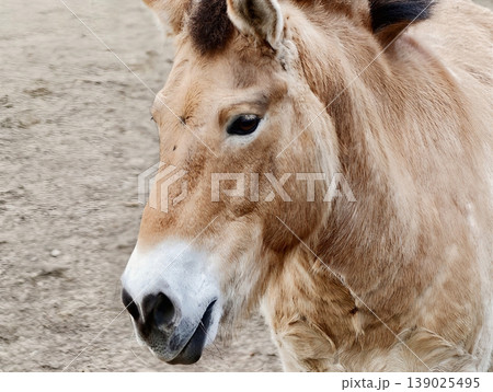 Calm Equine Face In Sunlight. Outdoor Horse Headshot Showcasing Gentle Expression And Natural Lighting 139025495