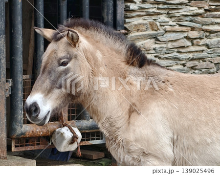 Calm Pony Scene. Tranquil Scene Of Riderless Chestnut Pony Resting Peacefully In Rustic Farm Environment Calm Pony Scene. Tranquil Scene Of Riderless Chestnut Pony Resting Peacefully In Rustic Farm Environment 139025496