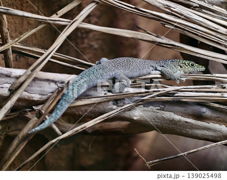 Sunbathing Lizard On Tree Branch. Wildlife Scene Of Green Lizard Basking Under Sun In Natural Habitat 139025498