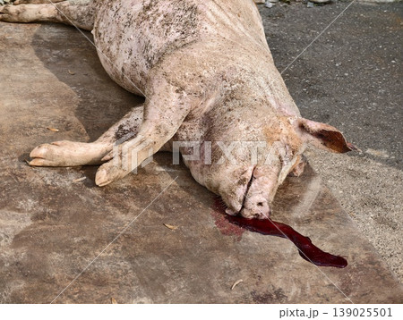 Animal Remains Found On Concrete Surface. Carcass Of Pig With Blood And Mud Stains Present 139025501