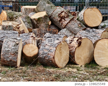 Sawmill Yard With Timber And Debris. Arranged Logs With Machine Marks And Wood Chips Scattered Around Sawmill Yard With Timber And Debris. Arranged Logs With Machine Marks And Wood Chips Scattered Around 139025549