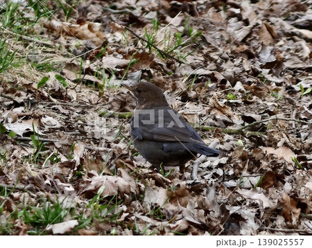 Feathered Bird Forages On Ground. Bird Explores Ground Litter Hoping To Find Hidden Seeds Naturally 139025557