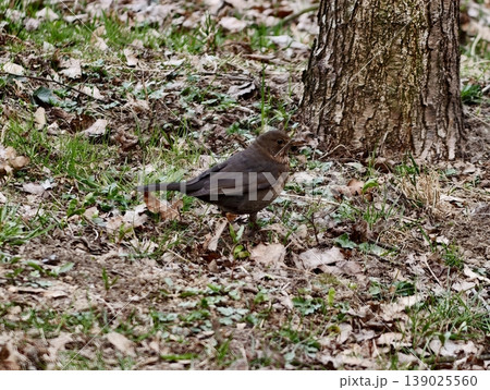 Brown Bird Sitting By Tree Trunk Amidst Leaves. Alert Thrush Positioned On Leafcovered Ground Near Tree 139025560