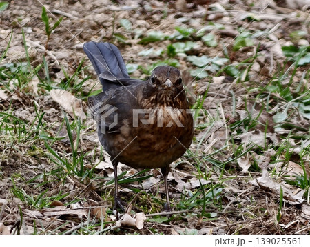 An Upclose Image Emphasizing Warm Plumage And Sharp Eye Detail Of Brown Thrush In Natural Surroundings 139025561