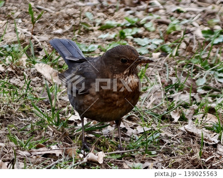 Forest Floor View Of Bird Among Plants. Serene Image Capturing Brown Thrush On Forest Floor Among Foliage 139025563