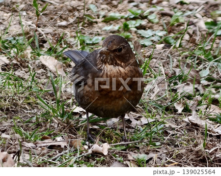 Bird Studies Ground. Brown Thrush Attentively Scrutinizes Dry Leaves And Green Patches In City Park 139025564