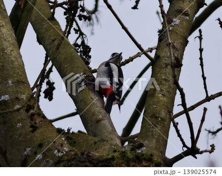 Bird Hammering Bark. Woodpecker Aggressively Drills Tree. Pecking Bird Perched On Textured Tree Bird Hammering Bark. Woodpecker Aggressively Drills Tree. Pecking Bird Perched On Textured Tree 139025574