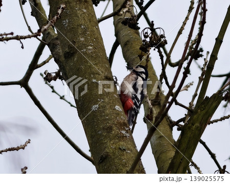 Woodpecker Hunts Insects On Tree Trunk. Woodpecker Clings Tightly To Mossy Bark Searching For Insects 139025575