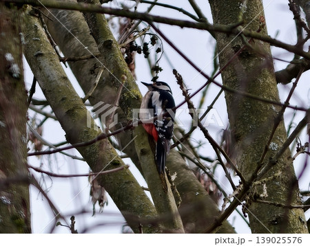 Woodpecker On High Branch. An Isolated Woodpecker Clings To Forked Limb In Serene Winter Canopy View Woodpecker On High Branch. An Isolated Woodpecker Clings To Forked Limb In Serene Winter Canopy View 139025576