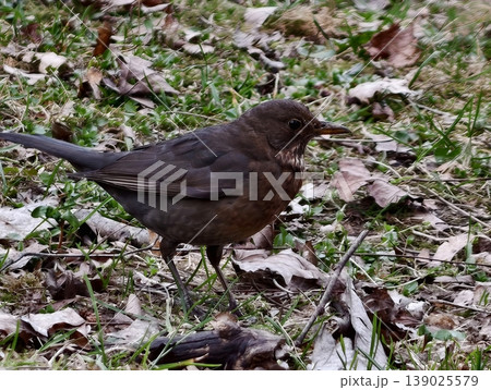 Solitary Bird In Garden. Solitary Brown Blackbird Searches For Worms Amid Fallen Leaves In City Garden 139025579