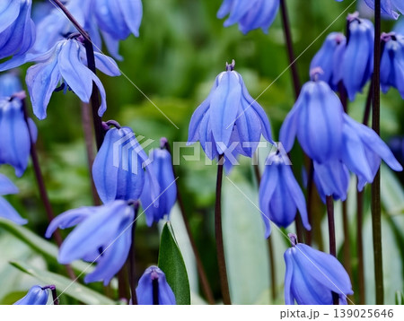 Vivid Bluebell Display. Bright Bluebell Flowers Surrounded By Lush Foliage In Tranquil Spring Scene 139025646