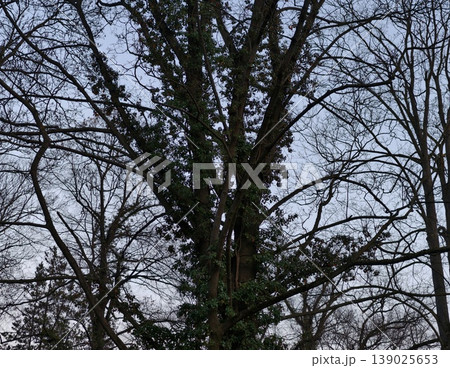 Muted Lighting Emphasizes Broad Tree Canopy And Interconnected Branches Against Distant Horizon 139025653