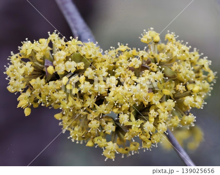 Detailed Macro Image Capturing Small Yellow Flower Group With Pollen In Peaceful Spring Setting 139025656