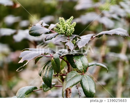 Close Perspective On Fresh Green Flower Buds Surrounded By Dewy Leaves And Tranquil Natural Setting Close Perspective On Fresh Green Flower Buds Surrounded By Dewy Leaves And Tranquil Natural Setting 139025683