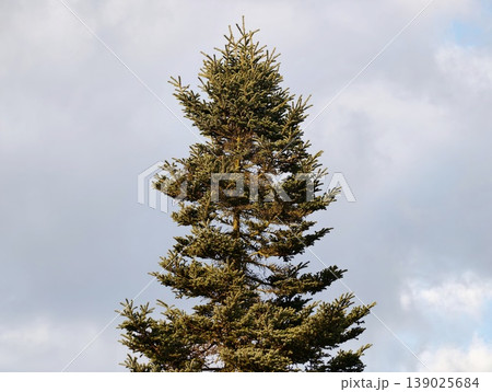 Evergreen Spruce Standing Tall. Serene Forest Sentinel Showing Strength Through Weathering Storms Evergreen Spruce Standing Tall. Serene Forest Sentinel Showing Strength Through Weathering Storms 139025684