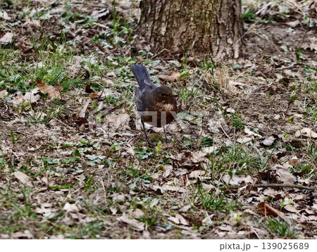 Blackbird Observes Surroundings. Urban Female Blackbird Standing Attentively Next To Textured Tree Bark 139025689