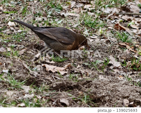 Groundfeeding Blackbird With Bent Beak Searching Through Scattered Leaves For Tiny Worms And Sprouts Groundfeeding Blackbird With Bent Beak Searching Through Scattered Leaves For Tiny Worms And Sprouts 139025693