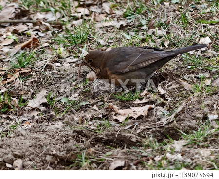Blackbird Delicately Pecks Among Fallen Foliage. Damp Earth And Scattered Leaves Host Feeding Blackbird Blackbird Delicately Pecks Among Fallen Foliage. Damp Earth And Scattered Leaves Host Feeding Blackbird 139025694