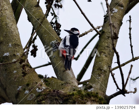 Close Encounter With Vibrant Woodpecker. Intricate Details Of Great Spotted Woodpecker Captured Clearly 139025704