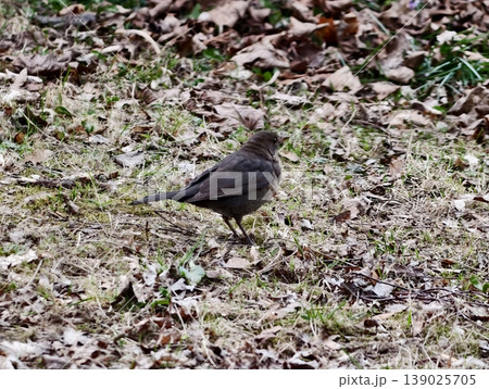 Solitary Female Bird In Landscape. Female Blackbird Moving Through Sparse Grass And Fallen Leaves Alone Solitary Female Bird In Landscape. Female Blackbird Moving Through Sparse Grass And Fallen Leaves Alone 139025705