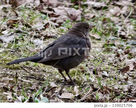 Tranquil Blackbird Photographed From Behind As It Traverses Uneven Natural Ground In Outdoor Setting Tranquil Blackbird Photographed From Behind As It Traverses Uneven Natural Ground In Outdoor Setting 139025706