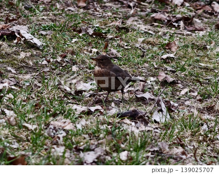Bird Exhibits Active Searching Behavior While Its Rustcolored Chest Is Prominently Visible Bird Exhibits Active Searching Behavior While Its Rustcolored Chest Is Prominently Visible 139025707