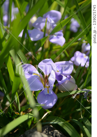 寒咲あやめ 139025745