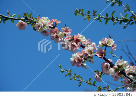 ボケの花 ボケの花 139025845