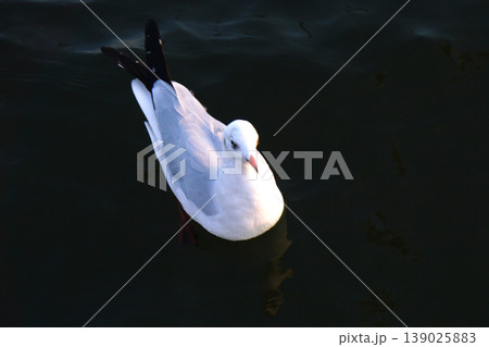 seagull seagull 139025883