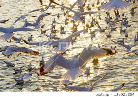 seagull seagull 139025884