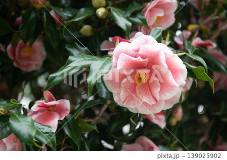 ツバキの花 ツバキの花 139025902