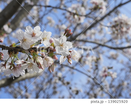 桜咲く 桜咲く 139025920