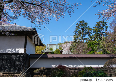 寺の桜 139025969