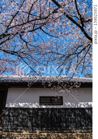 桜と白壁 桜と白壁 139025971