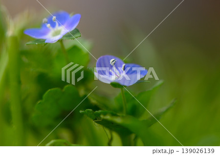 Field of Small Purple Wildflowers with Soft Green Grass Backdrop 139026139