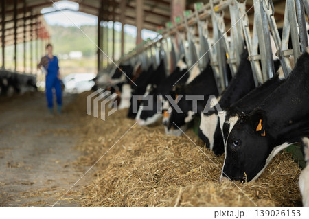 Black and white cows eating hay peeking through stall fence 139026153