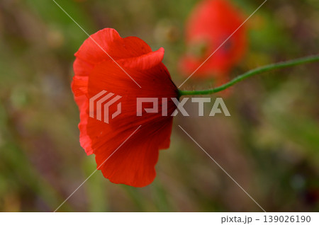 Vibrant red flower sways gently in the breeze under the warm glow of twilight in a lush green meadow 139026190