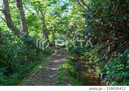 夏の岩菅山登山(岩菅山登山道入口~アライタ沢) 夏の岩菅山登山(岩菅山登山道入口~アライタ沢) 139026412