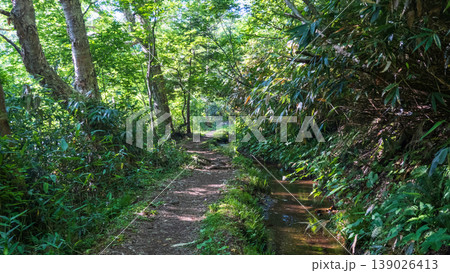 夏の岩菅山登山(岩菅山登山道入口~アライタ沢) 夏の岩菅山登山(岩菅山登山道入口~アライタ沢) 139026413