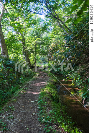 夏の岩菅山登山(岩菅山登山道入口~アライタ沢) 夏の岩菅山登山(岩菅山登山道入口~アライタ沢) 139026414