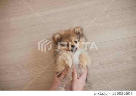 家のリビングで楽しく遊んでいるポメラニアンの子犬と飼い主の両手の様子	 139026607