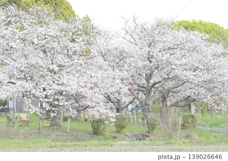 春の訪れを告げる桜 139026646