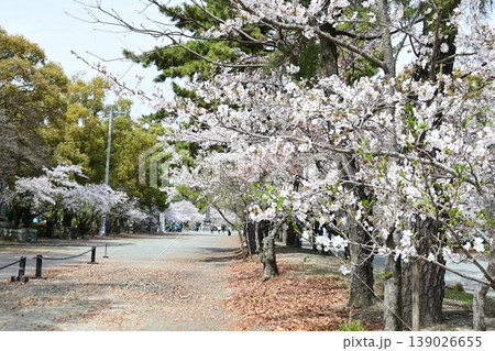 春の訪れを告げる桜 春の訪れを告げる桜 139026655