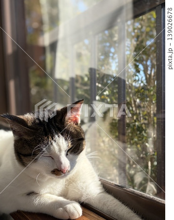 窓辺で日向ぼっこする猫 穏やかな暮らしと自然光 139026678