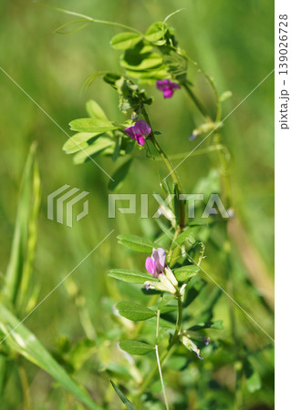 草むらに咲くヤハズエンドウの小さな花 草むらに咲くヤハズエンドウの小さな花 139026728